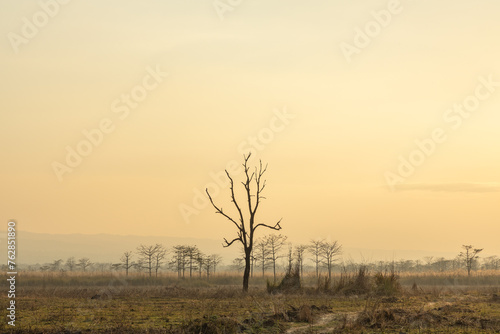 Dry vegetation and trees in Chitwan National park during sunset
