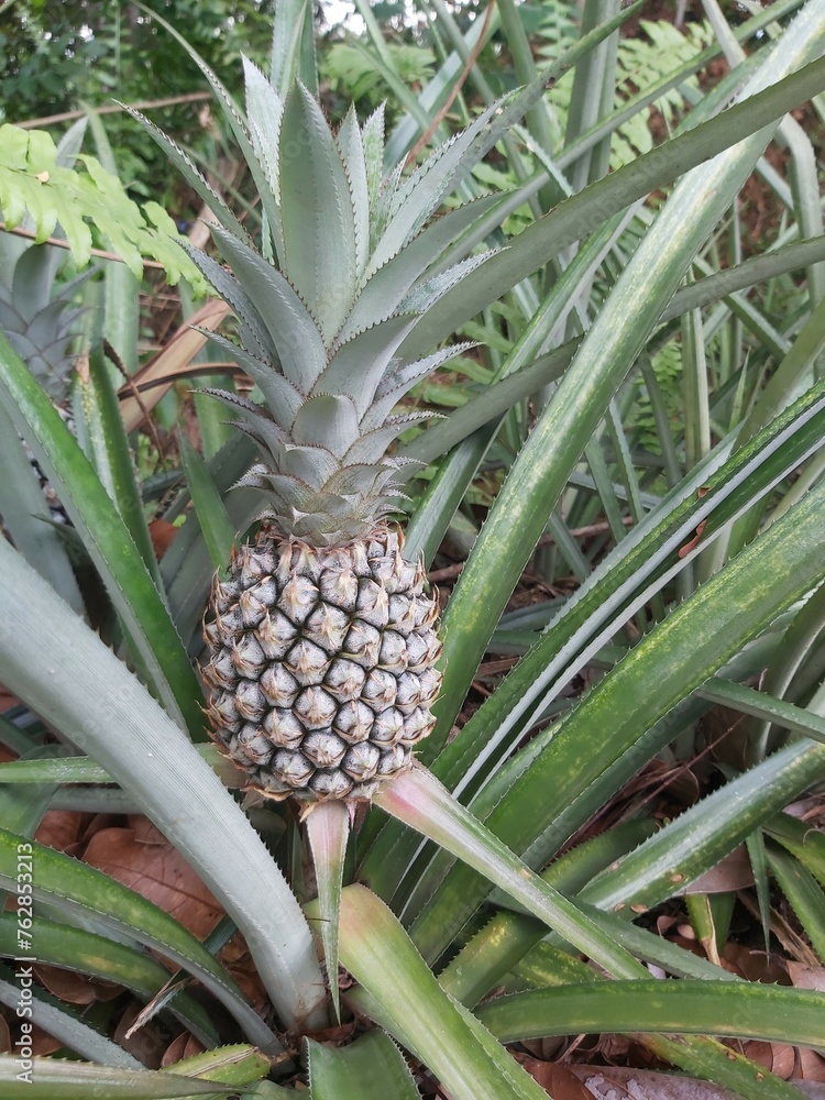 Close up of Fresh raw pineapples in farm nature background. Pineapple plant with fruit at plantation. Agricultural concept. Tropical fruit growing in a farm food concept. Selective focus. Close up of Fresh raw pineapples in farm nature background. Pineapple plant with fruit at plantation. Agricultural concept. Tropical fruit growing in a farm food concept. Selective focus.