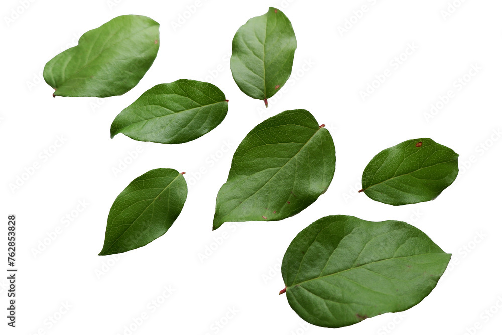 Beautiful green leaves collection. Set of green leaves elements. Beautiful green leaves collection. Set of green leaves elements.