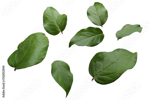 Beautiful green leaves collection. Set of green leaves elements. 