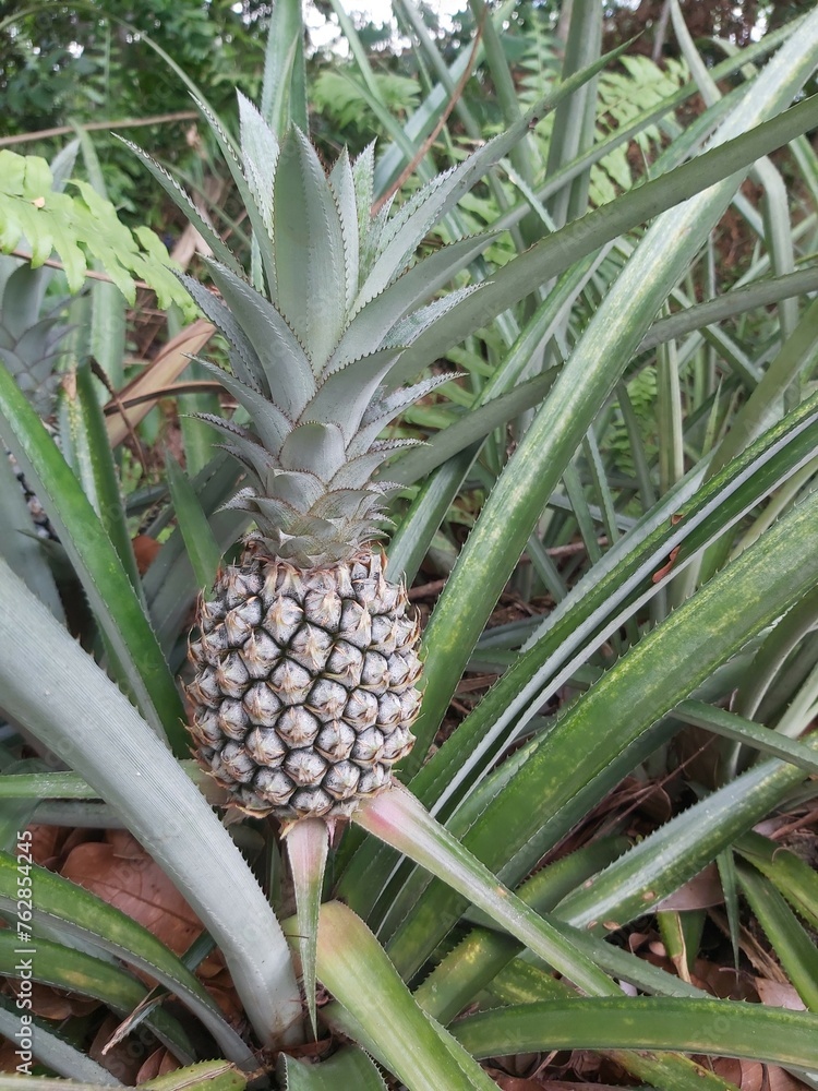 Close up of Fresh raw pineapples in farm nature background. Pineapple plant with fruit at plantation. Agricultural concept. Tropical fruit growing in a farm food concept. Selective focus. Close up of Fresh raw pineapples in farm nature background. Pineapple plant with fruit at plantation. Agricultural concept. Tropical fruit growing in a farm food concept. Selective focus.
