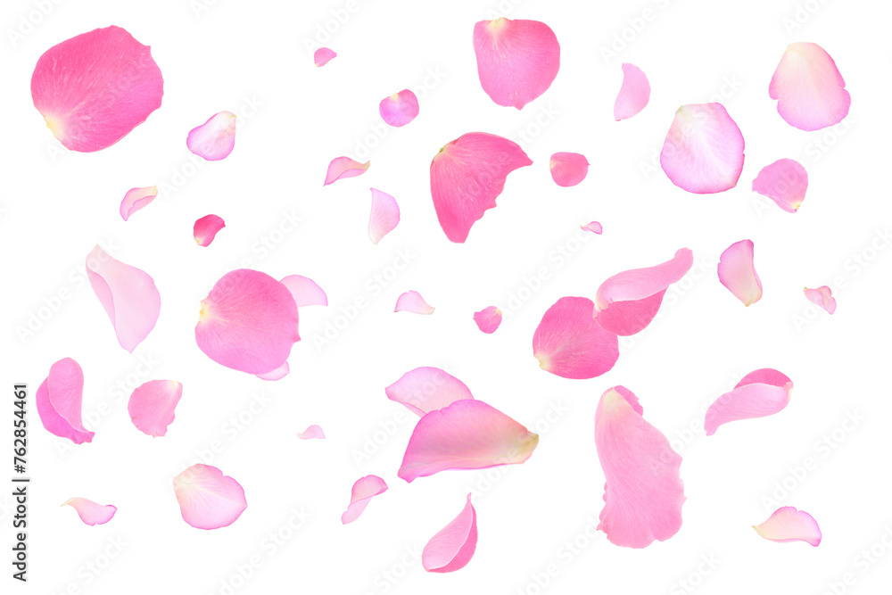 Pink rose petals flying on white background