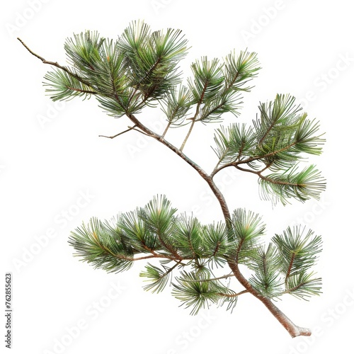 A single pine branch with lush green needles isolated on white background