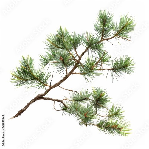 Single pine tree branch with lush green needles against a white background © BrightWhite