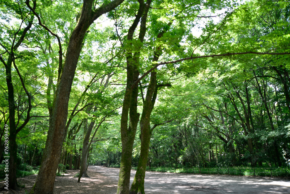 Fototapeta premium 下鴨神社 糺の森 京都市左京区