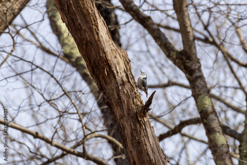 White-breasted Nuthatch on tree