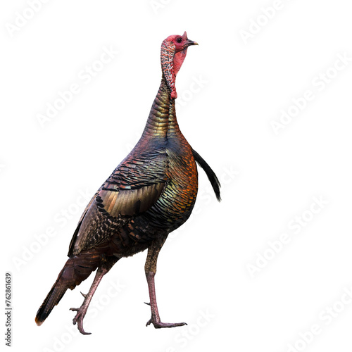 A wild turkey (Meleagris sp.) photographed by me in Florida and then isolated on a transparent background. Transparent clip art / PNG asset for your graphic projects. photo
