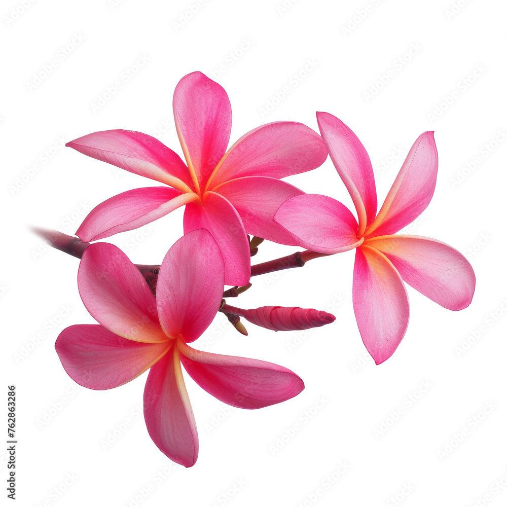 beautiful pink plumeria rubra flower isolated on White background