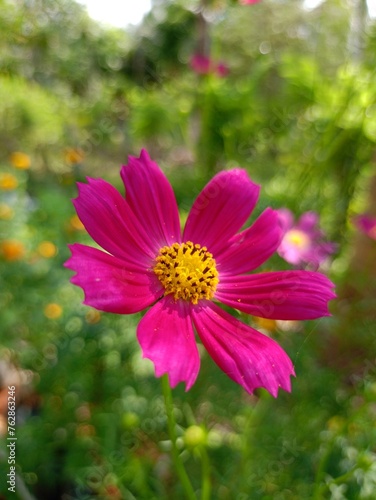 pink cosmos flower