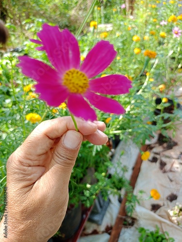 Pink flower in hand beauty nature 