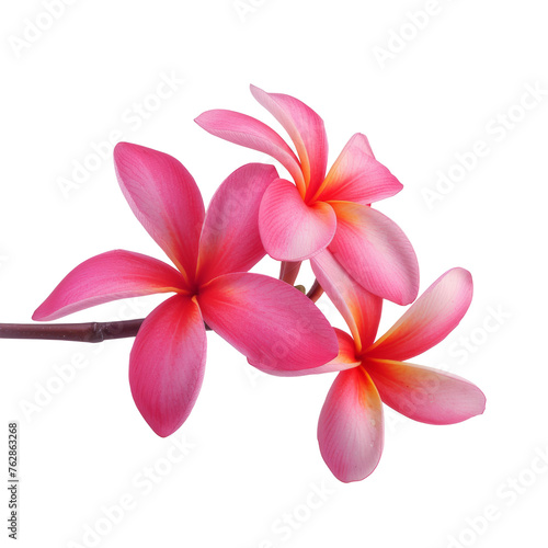 beautiful pink plumeria rubra flower isolated on White background