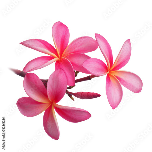 beautiful pink plumeria rubra flower isolated on White background