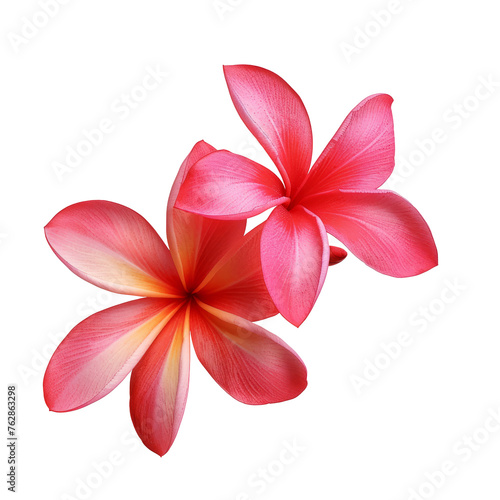 beautiful pink plumeria rubra flower isolated on White background