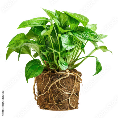 A potted houseplant with green leaves and a healthy root system isolated on transparent background. Modern plant with visible roots