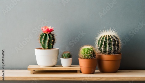 Cactus on a shelf by a blank wall background with space for text use