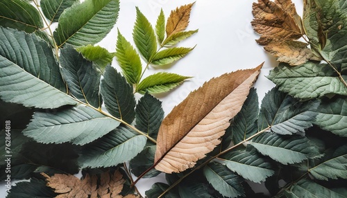 leaves isolated on white, artistic background with space on top