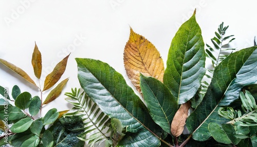 leaves isolated on white, artistic background with space on top