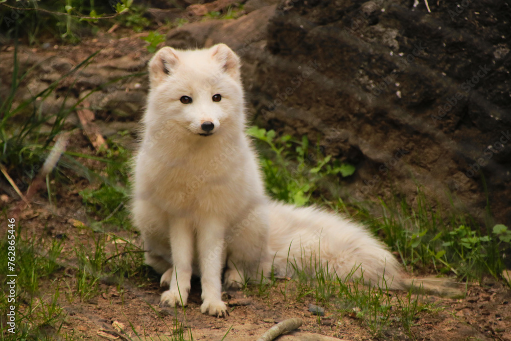 Obraz premium Arctic Fox