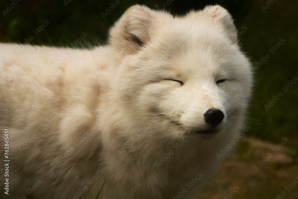 Arctic Fox Smiling Arctic Fox Smiling