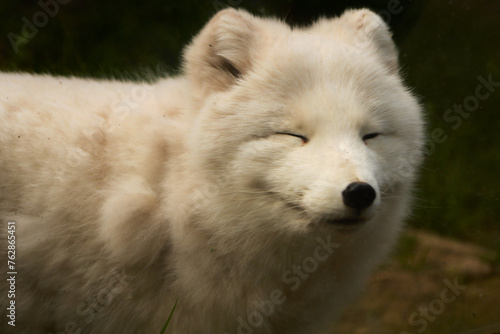 Arctic Fox Smiling