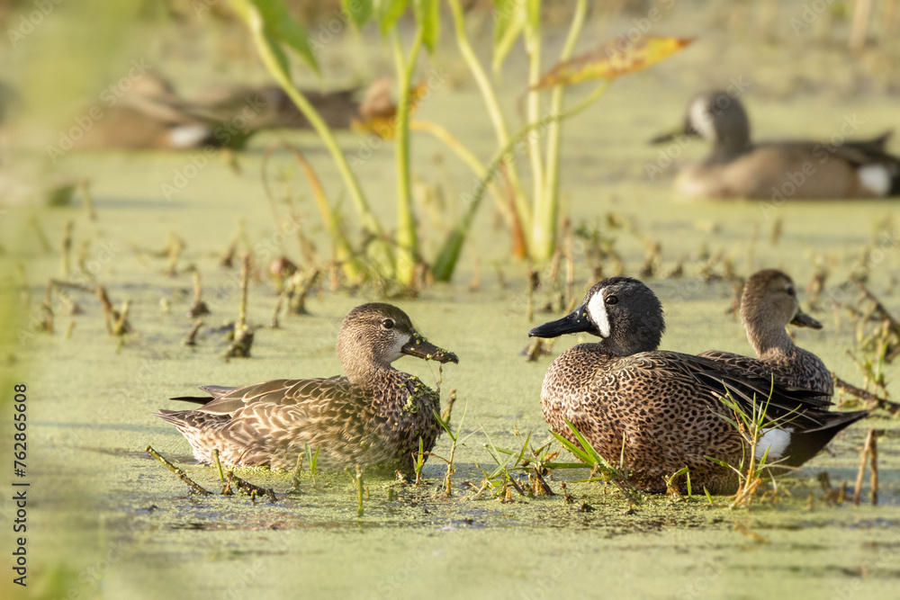 Two blue-winged teal (Spatula discors) ducks in southwest Florida Two blue-winged teal (Spatula discors) ducks in southwest Florida