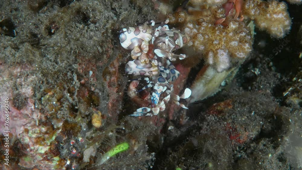 At night, two spotted shrimp sit on the seabed at night on a starfish next to the hard coral.
Harlequin shrimp (Hymenocera picta) Hymenoceridae, 5 cm. White with big pink spots. At night, two spotted shrimp sit on the seabed at night on a starfish next to the hard coral.
Harlequin shrimp (Hymenocera picta) Hymenoceridae, 5 cm. White with big pink spots.