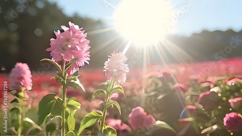 Border of pink cosmos flower in cosmos field in garden with blurry background and soft sunlight for horizontal floral poster. Close up flowers blooming on softness style in spring summer under sunrise photo