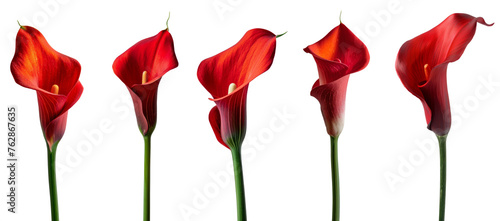 Red Calla lilly on white background