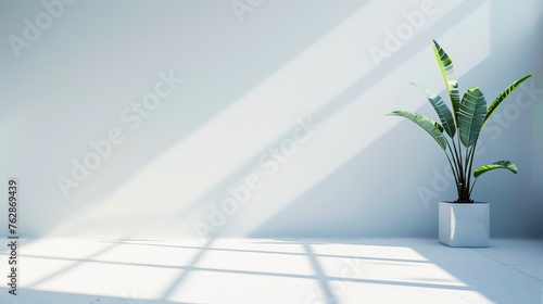 Minimalist white room with soft shadows and a plant on the right side, with sunlight streaming in