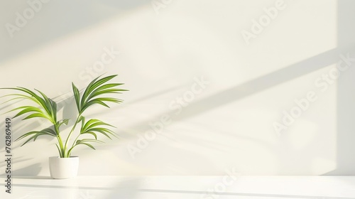 indoor plant in front of a white wall, with sunlight casting soft shadows on the clean surface. The image captures a minimalist and elegant style, emphasizing simplicity and natural beauty