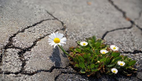 Daisy flower growing from cracked asphalt © ROKA Creative