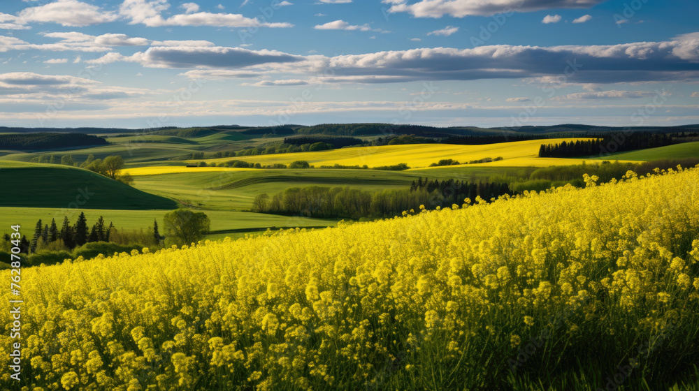 Spring rapeseed yellow blooming fields panoramic view, blue sky with clouds in sunlight. Natural seasonal, good weather, climate, eco, farming, countryside beauty concept