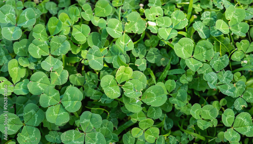 Clover Texture