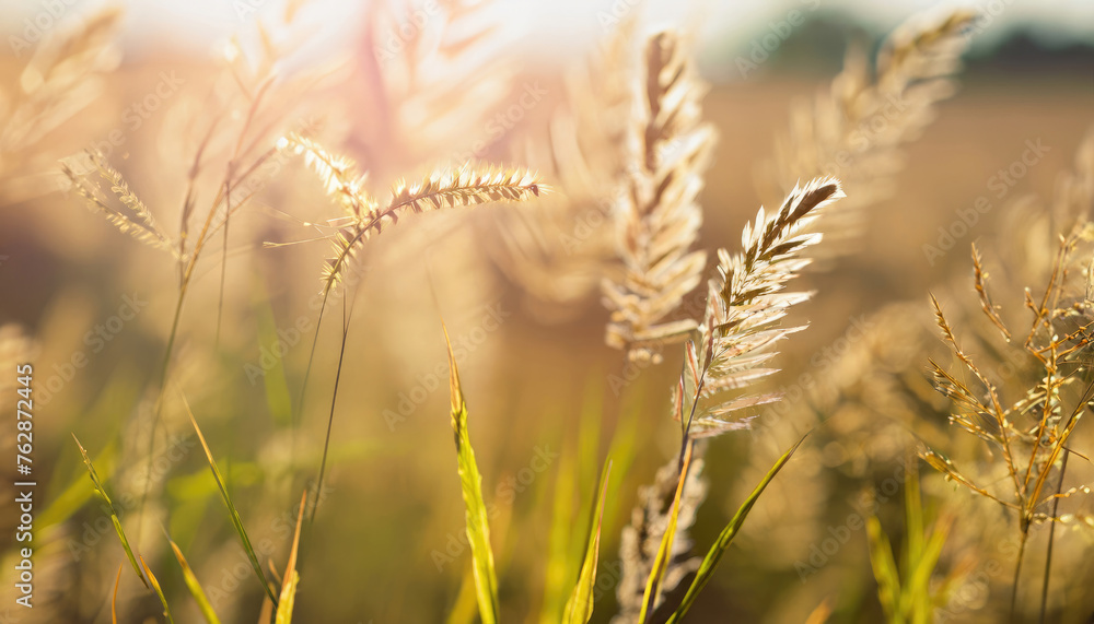 Ears of grass in bright sunshine blurred the natural background Ears of grass in bright sunshine blurred the natural background