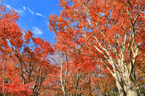 晩秋の紅葉の箱根 桃源台の風景 ( Scenery of Hakone Togendai with autumn leaves in late autumn ) photo