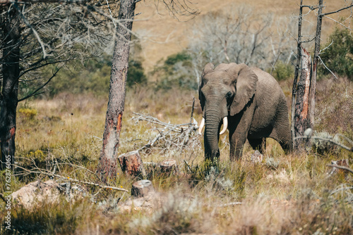 Elephant at Botlierskop Private Game Reserve, Mossel Bay, South Africa photo