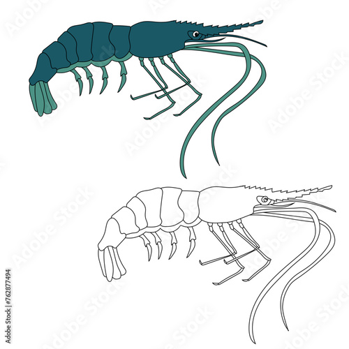 Sea Animal Clipart. Shrimp Clipart Set. Colorful and Outline Shrimps