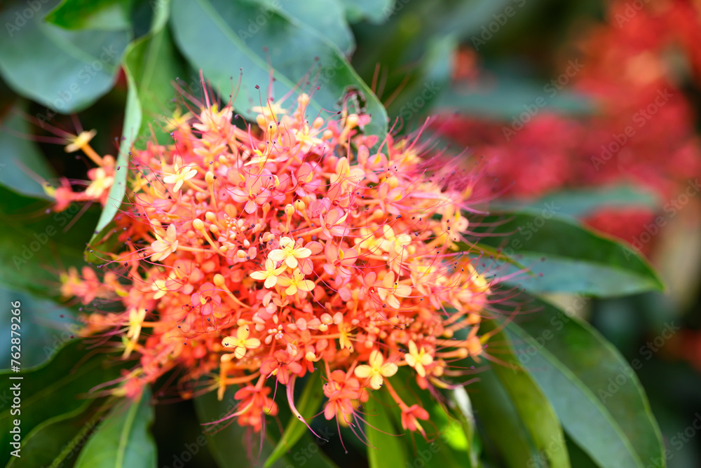Orange red Ashoka tree flower blooming in ornamental garden Orange red Ashoka tree flower blooming in ornamental garden