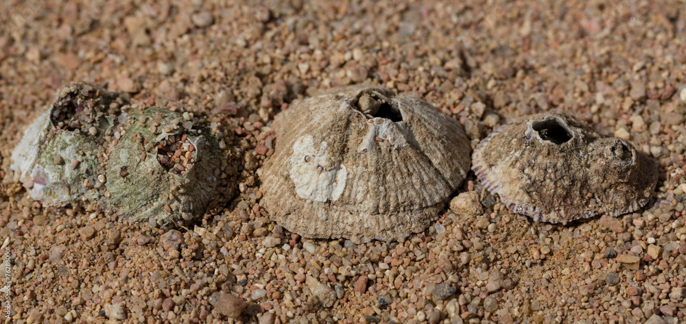 Tetraclita Squamosa - Thatched Barnacle. Balanus (Balanomorpha) Is A ...