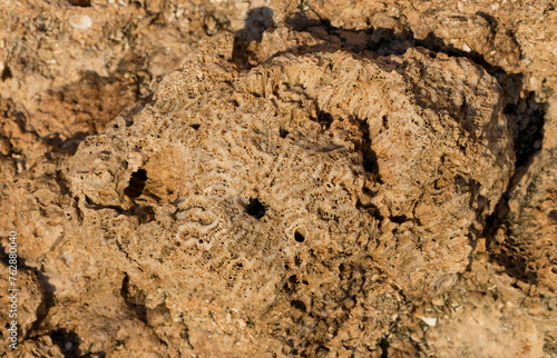 Fossil corals of the Red Sea. Ancient creatures, turned into stone. Reef corals. photo