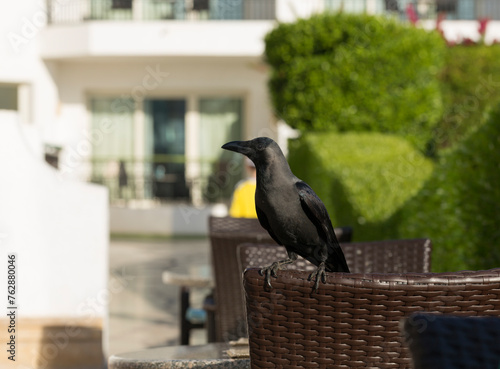 House crow (Corvus splendens), also known as the Indian, greynecked, Ceylon or Colombo crow. A bird tries to steal food from a human dwelling. photo