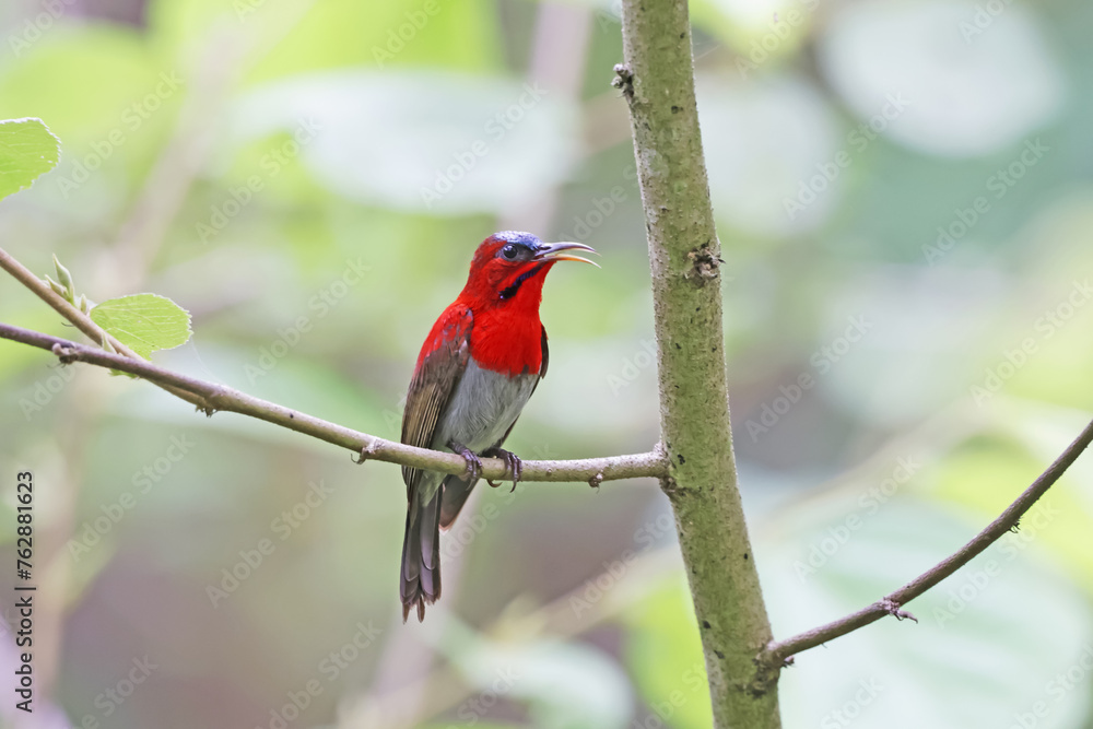 The Crimson Sunbird on a branch in nature The Crimson Sunbird on a branch in nature