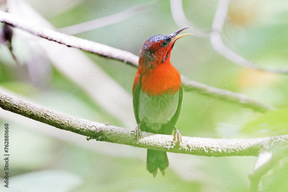 The Crimson Sunbird on a branch in nature The Crimson Sunbird on a branch in nature