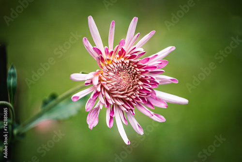 close up of pink flower in garden