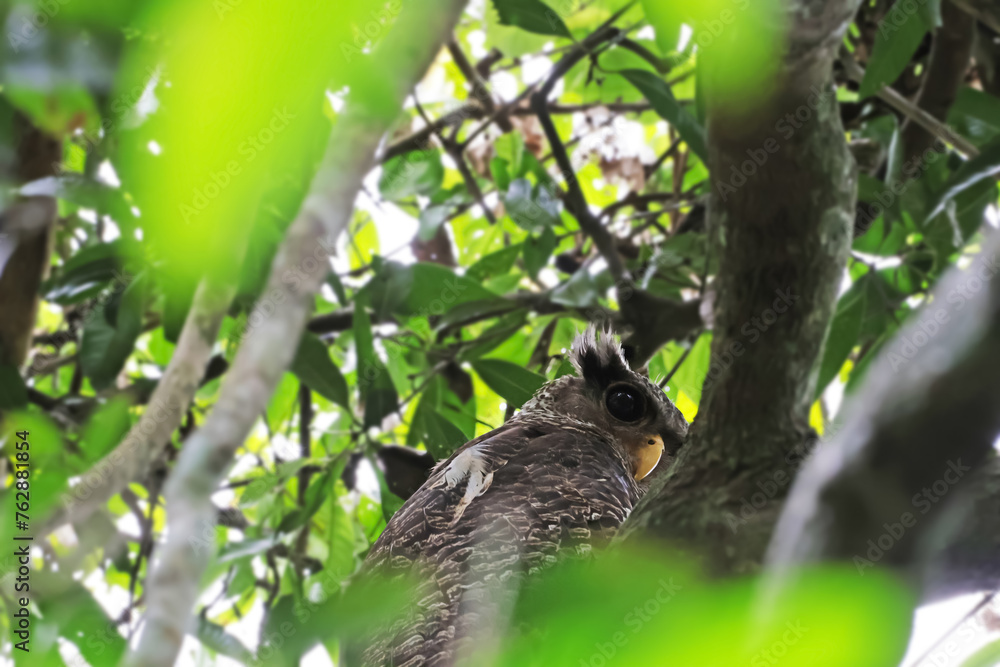 Fototapeta premium Spot-bellied Eagle Owl on the tree