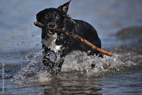 dog playing in the water photo