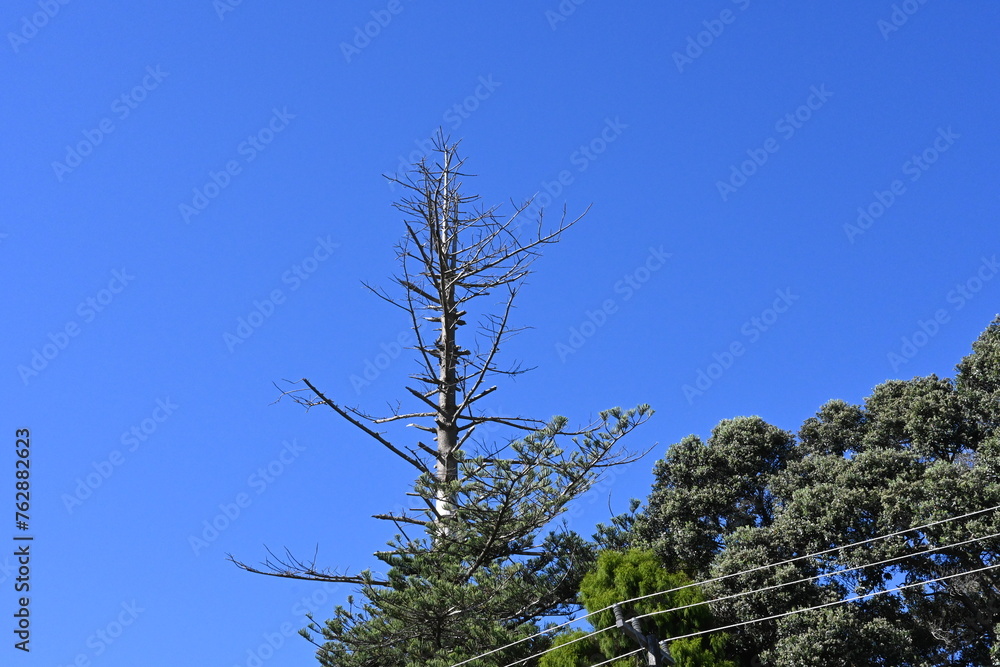 Obraz premium Tree branches against sky