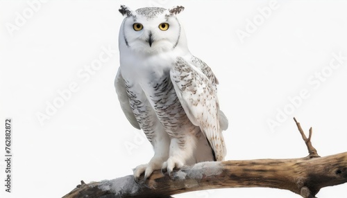 Snow white owl standing on a branch