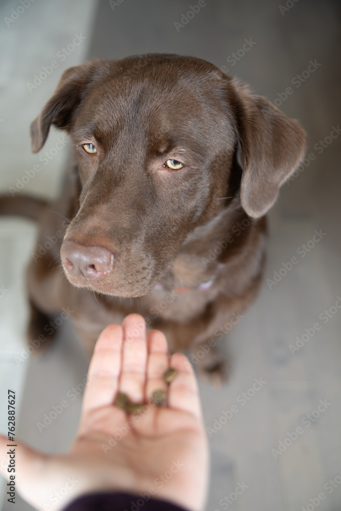 Intense Gaze of a Chocolate Labrador Retriever. Close-up photo of a chocolate Labrador retriever with an intense gaze, highlighting the deep connection and understanding of this beloved breed