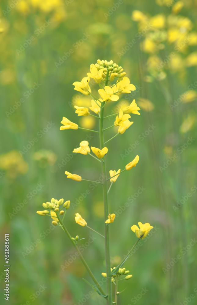 Obraz premium Mustard flower field is full blooming, yellow mustard field landscape industry of agriculture, mustard flowers closeup photo